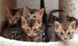 Asian Leopard Bengal kittens 8 weeks old, male and females Available! Tica registered, sweet personality's, gorgeous show quality markings and coloring, SGC Bloodlines. My cats have been in commercials, photo shoots, and covers of magazines. Sold to many