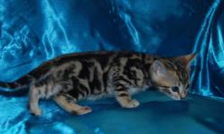 &nbsp;
Wouldn't it be nice to sit in your living room with an exotic or exotic kittens on your lap.They are TICA'S #1 breed.They get along with most all pets and kids.They are very intelligent, they love water,they can walk on a leash,shake hands,and go