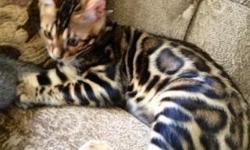 Bengal kittens available&nbsp;3 weeks old male and females, we also have&nbsp;newborns due soon. if you want to get on the waiting list please call waiting list fills up fast and kittens are sold before they are even born. So call to get more information