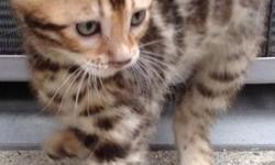 Asian Leopard Bengal kittens male and female available! $1250 Vet health checked.
Tica registered, SGC bloodlines, extra large show quality rosettes.
Call for more information,
Carrie 949-929-1699
