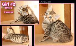 Price is negotiable. A deposit is required. flexible on payments. kitten will come with fully vaccinated, 3 vet checkups, microchip, parent's genetically health tested, contract, already litter trained, socialized and lovable with kids, cats and dogs. the