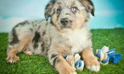 Hello There! I'm Bennie, the handsome one blue eye merle male Mini Australian Shepherd! I'm as handsome as I can be! I was born on May 18, 2016. They're asking $950.00&nbsp;for little ole` me. I'll come to you with shots and worming up to