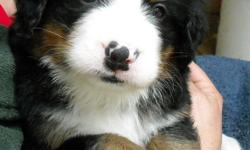 Bernese Mountain Dog puppies from a VERY friendly, on-site mother dog. AKC registered, both parents have Champion lineage, and both also are disease free, and have no joint or ocular problems. Both parent's lineage have consistently lived longer that the