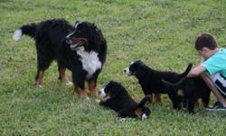Bernese Mountain Dog Puppies These dogs and pups are brought up in our home and used to children and household sounds etc 4046474210..
