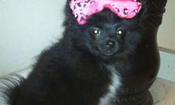 I&nbsp;have a beautiful black pomeranion she's only 3months old. She's great with kids. Very playful. Potty trained. Does not bark. Got a new apartment dogs not allowed. Small rehoming fee required. Please contact me my name is Nicole cell---