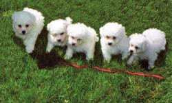 Bichon Frise Puppies. 8 weeks old. White in color. Lively and healthy. Non-shedding and hypoallergenic.
Family raised. 1st shots and wormed. &nbsp;Males $300.00 - Females $350.00 &nbsp;No Sunday calls please.