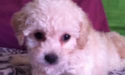 Two adorable male Bichon Frise puppies are left for sale. They were born on July 9th and are ready to go. Perfect indoor pets because they do not shed. Respond quickly these puppies will not last.