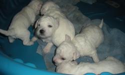Adorable AKC Bichon Frise puppies. These darling hypo-allergenic, non-shedding dogs are delightful pets. They are easily trained and love to please. They are great companion dogs. Available for their new homes July 8. We are loving these little guys for