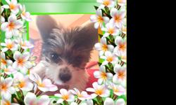 Beautiful 3 month old female biewer yorkie. She is very healthy and will be provided with copy of vaccine. Puppy is almost up tp date with all booster shots. She only has 2 booster left and will be up to date soon.&nbsp; She is very palyful and love lots