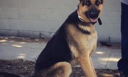 This BIG head strong looking 3yr old male German Shepherd is great with kids and people. He is obedience trained and will protect the family. He is micro-chipped and neutered. We have ALL the health records and he will make a great addition to any