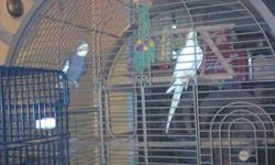 Quaker parrot...talks little. Paid $300 cage paid $500 plus toys and food. Over $900 invested. Big brown cage is what the parrot is in now. One is pic of cage and one of birdn