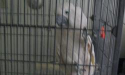 WE HAVE A UMBRELL COCKATOO THAT WE LOVE WITH ALL OF OUR HEAT BUT WE NEED TO SALE HIM BECAUSE HE IS STARTING TO BIT US.