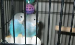WE HAVE SOME AMERICAN BUDGIES AND SOME DOVES FOR SALE WE ARE ASKING FOR $ 40.00 FOR ONE AMERICAN BUDGIE AND $200.00 FOR ONE DOVE BUT IT IS GOOD TO GET TWO SO THAT WAY THEY WON'T DIE ON YA AND YOU WILL HAVE TO COME PICK THEM UP AND ALL SO HAVE A BIRD CAGE