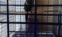1 year old black-capped Conure for sale with cage, food and accessories. &nbsp;Sweet and affectionate. &nbsp;Asking $250.00 for ONLY serious pet owners.