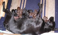 Ten Black and Chocolate Lab Puppies Whelped on April 26th,
AKC Registered Pedigree, Good Hunting Blood Lines. Dame and Sire both on property.
Only two Black Males left at this time. Price reduced from$450 to $250 and $300.
Pups are now 10 weeks old and