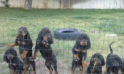 Gorgeous UKC PR Black and Tan Coon Hounds. 8 weeks, 2 males 4 females, shots and wormed.Great pups for hunting, show, or pet! Located in Nampa.