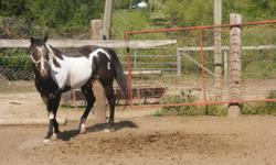 BlACK AND WHITE OVERO STALLION.&nbsp; OUT OF TOP QUARTER HORSE BLOODLINES.&nbsp; PRODUCES BLKS AND PALAMINO AND DUNS. OVEROS AND TOBIANOS. GENTLE AND CAN BE RODE BUT HAS BEEN PASTURE BRED MOST OF HIS LIFE.