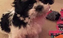 Adorabel Shih -Tzu Looking puppies for a nice home.Looking to buy or adopt a female Shih Tzu?, 13 weeks old. Prefer one that is spayed. Replacing a pet at your house. She will have a good family to live with, safe and secure with a forever home, Good with