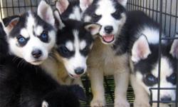 &nbsp;
The day has finally Arrived!!!! We have the MOST beautiful Husky puppies ready for their new homes!!!
We have mom and dad here with us, they are wonderful dogs with outstanding temperaments, great with kids and other dogs, and even cats!!! We have