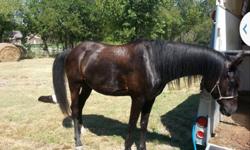 Rare, beautiful purebred black Arabian 5 yr old gelding. Many trail riding miles. No health or hoof problems, goes barefoot. 14.3 hh. Registered. Asking $3,900. 918-798-6982.