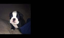 Miss Sealz is a beautiful Black seal female English Bulldog! DOB: 08/24/13, current on wormings and vaccines. We are selling Miss Sealz as a pet only! Shes been raised in our home, not in a kennel :)
&nbsp;