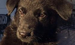 Pure bred Black German Shepherd Puppies. &nbsp;AKC registered. &nbsp;Good hips. &nbsp;New litter ready for pickup on June 25, 2016. &nbsp;Call 571 334-4872 or email momcat2396@gmail.com.