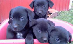 Black lab mix puppies, will be 8 weeks old an ready for there new homes on Oct 12th. They have there 1st shots and are wormed. Asking $200.00 ea. Call or tex 217-246-7978