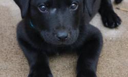 Hi, My name is Moses and I am a 9 week old black lab/Austrailian Shepherd mix. I look mostly like a lab and have a beautiful white patch on my chest. I walk well on a leash and I am still working on potty training, but I'm a puppy so give me break. I have