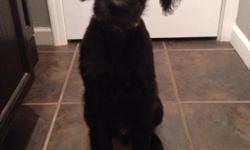 First generation black male labradoodle puppy. 5 months old. Crate trained, potty trained, and basic commands all established. Bell trained to go outside. He is a very sweet loving dog, has not shed as we keep him brushed. Great with kids and other