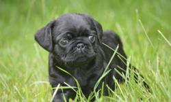 Gorgeous black male and female pug puppies to be pet home only. Purebred, registered. Raised with children and other animals so they are well socialized pup. They are also up to date on all shots.
SERIOUS INQUIRES ONLY PLEASE. TY FOR YOUR UNDERSTANDING.