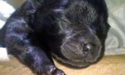 We have one black female pomeranian avialable to a good home. She is raised in our home ane well socialized. Her parents are on site. Dad was bred by an AKC judge. Mom is ice white. She is registered with AKC. She is being offered at a pet price or