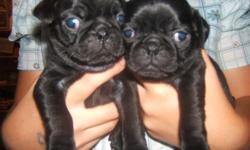 For sale black pug puppies. &nbsp;&nbsp;cute and playful.&nbsp;&nbsp; ready 9/12/14&nbsp;
call&nbsp;717-821-1893&nbsp;&nbsp;&nbsp;&nbsp;&nbsp;&nbsp;&nbsp;&nbsp;
