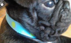 Purebred black pug puppies shots and wormed note no shipping we will not drive more than an hour to meet.call -- for more information and pictures. we are located in Virginia.