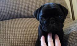 I have 1 black&nbsp;female&nbsp;pug puppy for sale.&nbsp;She is&nbsp;9 weeks old. CKC registration.&nbsp;She will be ready to go August 29th. I am in Fremont. You can message me at fb Gena Anderson Imus or flavoredbread@hotmail.com or call 402-719-8694.