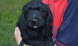 My name is Mr. Lime. My Mama is a beautiful AKC brown and white parti standard poodle and my daddy is an Int. AKC Champion English Cream Retriever. I look like a little black bear cub. Full grown I should weigh about 60 lbs. I love playing with children,