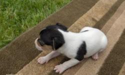 Black/Whie Male. Very nice pup. Will be ready to go on 4-18-2011. Will be u/t/d/on worming and will have first shot
