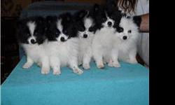 We have 5 of the sweetest pom pups you will ever see. They are black and white parti-poms. Born on Nov. 27, 2010 All up to date on shots and are crate trained for night time other than night time they run free. They have 2 sets of papers so you can