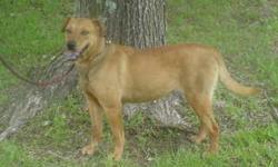 Abby has beautiful strawberry blond hair and gorgeous brown eyes. She is a spayed Lab mix who is up to date on shots and needs a forever home. She is about 3 years old and has been an outside dog most of her life. She loves the outdoors and get along with