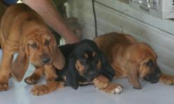2 month bloodhound puppies sweet and cute been dewormed mom and dad have papers. Great with kids $250.00 call me 423-531-0045