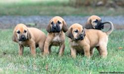 11 weeks old bloodhound puppies ready to go both male and females been dewormed cute and sweet great with kids and family pet mom and dad have papers and are on the premises. Text us at (701) 645-7819 for more info
&nbsp;
