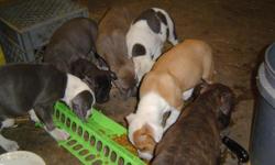 BLU N BRINDLE PITS INCLUDES DEWORMER PILL COLLAR OR HARNESS ,FLEA N TICK SOAP WITH SHOT RECORDS. ALSO FLEE COLLAR