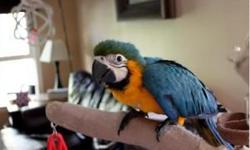Maggie is approximately 8 years old. She is a little shy around other birds, but well socialized and friendly. She would make a great pet. Her beak is curved but she does just fine with it.