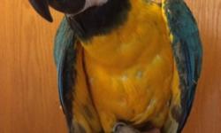 There is an 8 month old male Bolivian Blue and Gold Macaw baby ready to be your new companion. We ship in the US. Credit cards are accepted. Please contact us to get more information to bring home your precious baby.