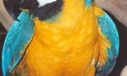 Blue and gold macaws for sale must see For info call# ()-