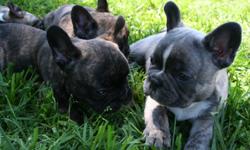Hello from Charm City Frenchies we are hobby breeders our dogs are our family. All puppies are raised indoors w/ tons of attention and love! Our pups have great blue healthy bloodlines in them, and all are naturally whelped. Our babies will come with