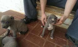Blue brindle pit bull puppies . Razors edge and gotti bloodline. Daddy is UKC purple ribbon blue brindle. mom is a ADBA registered blue fawn. They have their first shots and dewormer. $250- without papers and $350 with papers