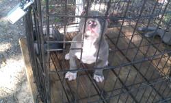 BULLY KING KONG BLUE PITTBULL DOGS PUPPIES FOR SELL 8MONTH OLD WILL WEIGHT ABOUT 87POUND IF U NEED A STUD R SHOW DOG I GOT IT ...CALL DOG MAN ......ukc purple riben