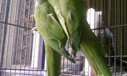 5 years old Prime breeding age , Hard to find birds, D.N.A male and Female, Nicely Feathered