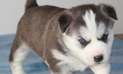 Top AKC Siberian Husky Puppies. Our Bulldog puppies are very well loved and socialized, with outstanding temperaments and health.. We handle them from the day they were born, making sure they will be ready to openly receive their new families. 24-hour