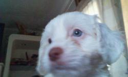 there mix maltese with coker spaniel there 10 wks old please text for more info 714 341 5889